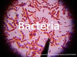 Bacteria

   http://www.flickr.com/photos/kaibara/2234750993
 