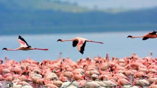 Brand association through value creation