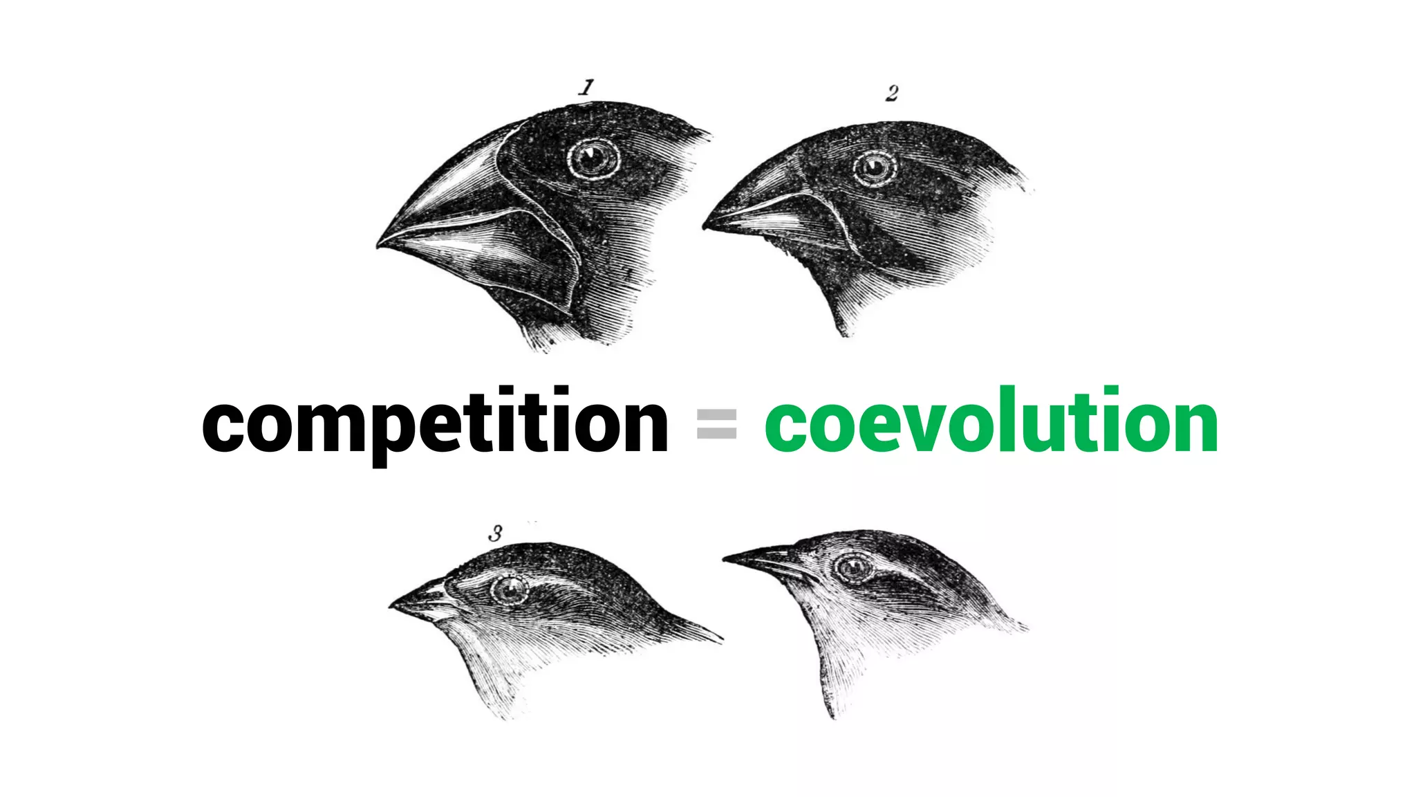 competition = coevolution
 