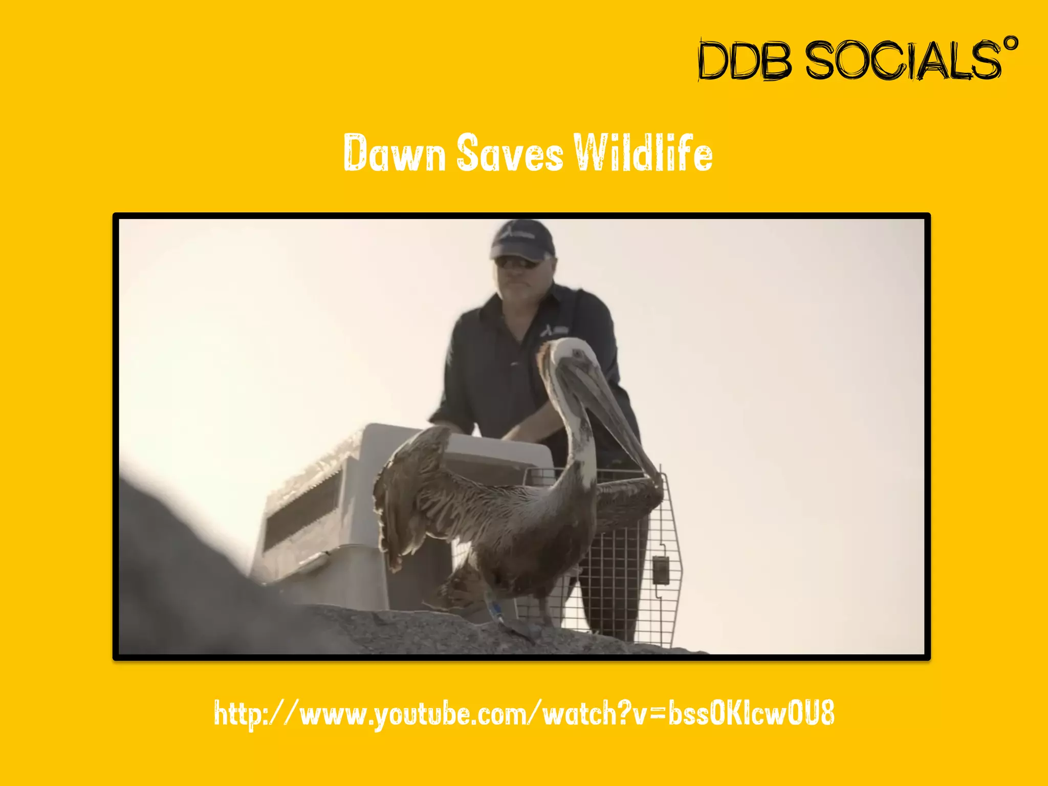 Dawn Saves Wildlife

http://www.youtube.com/watch?v=bssOKIcwOU8

 