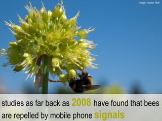 studies as far back as  2008   have found that bees are repelled by mobile phone  signals image: Nurpax- flickr  