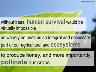 without bees,  human survival  would be virtually impossible as we rely on bees as an integral and necessary part of our agricultural and  ecosystems to produce honey, and more importantly,   pollinate   our crops image: epsos.de - flickr  