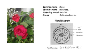 Science Rose Digital herbarium of plants | PPTX