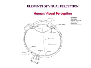ELEMENTS OF VISUAL PERCEPTION
Human Visual Perception
 
