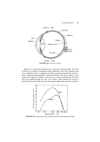EYE PHYSIOLOGY        27




                          FIGURE 2.2-1. Eye cross section.


   Figure 2.2-1 shows the horizontal cross section of a human eyeball. The front
of the eye is covered by a transparent surface called the cornea. The remaining outer
cover, called the sclera, is composed of a fibrous coat that surrounds the choroid, a
layer containing blood capillaries. Inside the choroid is the retina, which is com-
posed of two types of receptors: rods and cones. Nerves connecting to the retina
leave the eyeball through the optic nerve bundle. Light entering the cornea is
focused on the retina surface by a lens that changes shape under muscular control to




      FIGURE 2.2-2. Sensitivity of rods and cones based on measurements by Wald.
 