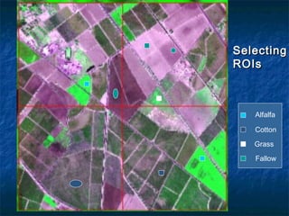 SelectingSelecting
ROIsROIs
Alfalfa
Cotton
Grass
Fallow
 