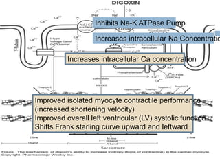 Inhibits Na-K ATPase Pump
Increases intracellular Na Concentratio
Increases intracellular Ca concentration
Improved isolated myocyte contractile performance
(increased shortening velocity)
Improved overall left ventricular (LV) systolic function.
Shifts Frank starling curve upward and leftward
 