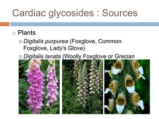 Cardiac glycosides : Sources
 Plants
 Digitalis purpurea (Foxglove, Common
Foxglove, Lady's Glove)
 Digitalis lanata (Woolly Foxglove or Grecian
Foxglove)
 