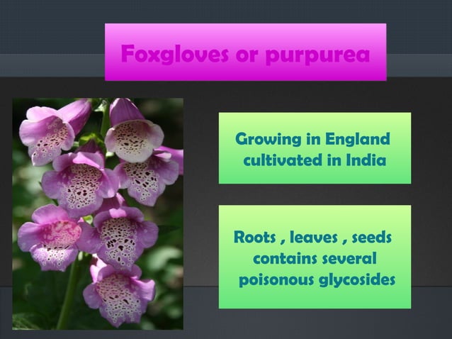 Digitalis | PPT | Heart and Cardiovascular Diseases | Diseases and ...
