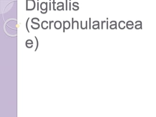 Digitalis
(Scrophulariacea
e)
 
