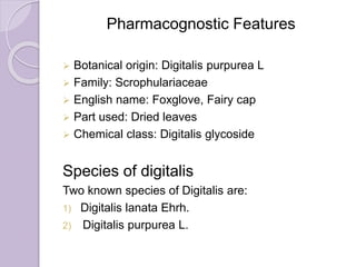 Pharmacognostic Features
 Botanical origin: Digitalis purpurea L
 Family: Scrophulariaceae
 English name: Foxglove, Fairy cap
 Part used: Dried leaves
 Chemical class: Digitalis glycoside
Species of digitalis
Two known species of Digitalis are:
1) Digitalis lanata Ehrh.
2) Digitalis purpurea L.
 