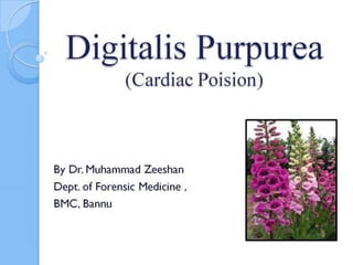 Digitalis toxicity / digitalis purpurea / digitoxin/ digoxin / foxglove/ lady glove/cardiac poison