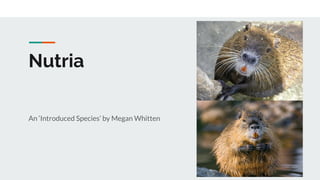 Nutria
An ‘Introduced Species’ by Megan Whitten
 