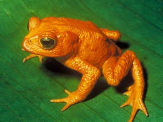 Online spending increasingMaster Card Survey: Thais ages of 18 and 64 years with personal bank accounts and who accessed the internet at least once a week.http://www.masterintelligence.com/reports.jspwww.mastercard.com/hk/personal/en/wce/pdf/100225_Online%20Shopping_HK%20Fina_eng.pdf“Online shopping has become essential to more than half of the respondents from China, Korea, Japan, India & Thailand