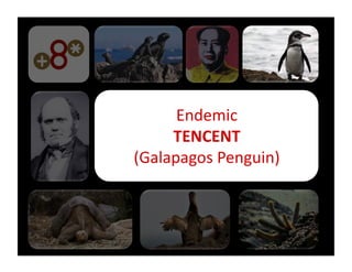 Endemic	
  	
  
     TENCENT	
  
(Galapagos	
  Penguin)	
  
 
