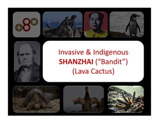 Invasive	
  &	
  Indigenous	
  
SHANZHAI	
  (“Bandit”)	
  
    (Lava	
  Cactus)	
  
 