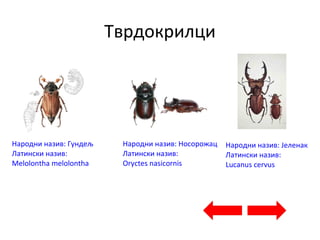 Тврдокрилци
Народни назив: Гундељ
Латински назив:
Melolontha melolontha
Народни назив: Носорожац
Латински назив:
Oryctes nasicornis
Народни назив: Јеленак
Латински назив:
Lucanus cervus
 
