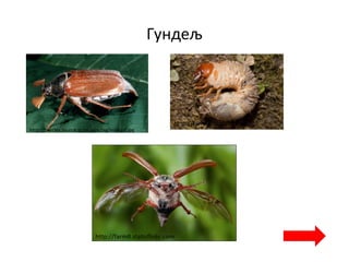 Гундељ
http://beetles.source.at/images/big/maikerf.jpg
http://farm6.static.flickr.com/
http://farm8.staticflickr.com
 