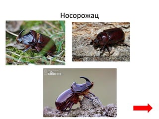 Носорожац
http://pixel.praep.info/images
http://ic2.pbase.com/g5/63/634163/2/119205537.pJLl
P4Vm.jpg
 