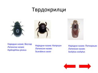 Тврдокрилци
Народни назив: Веслар
Латински назив:
Hydrophilus piceus
Народни назив: Котрљан
Латински назив:
Scarabeus sacer
Народни назив: Поткорњак
Латински назив:
Scolytus scolytus
 
