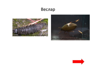 Веслар
http://aramel.free.fr/LarveHydrophilus-piceus.jpg
http://www.wildaboutbritain.co.uk
 