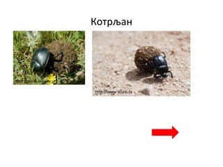 Котрљан
http://www.nahuby.sk
http://www.biolib.cz
 