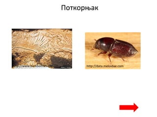 Поткорњак
http://data.meloidae.comhttp://www.barkbeetles.org
 