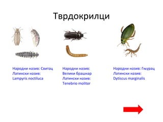 Тврдокрилци
Народни назив: Свитац
Латински назив:
Lampyris noctiluca
Народни назив:
Велики брашнар
Латински назив:
Tenebrio molitor
Народни назив: Гњурац
Латински назив:
Dytiscus marginalis
 