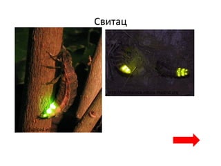 Свитац
http://upload.wikimedia.org
http://mediateca.educa.madrid.org
 