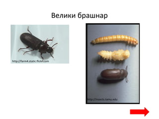 Велики брашнар
http://insects.tamu.edu
http://farm4.static.flickr.com
 