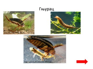 Гњурац
http://zoology.fns.uniba.sk
http://www.biolib.cz/IMG/GAL/10225.jpg
 