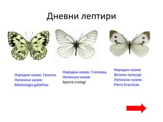 Дневни лептири
Народни назив: Галатеа
Латински назив:
Melanargia galathea
Народни назив: Глоговац
Латински назив:
Aporia crategi
Народни назив:
Велики купусар
Латински назив:
Pieris brassicae
 