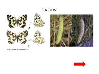 Галатеа
http://www.ecosystema.ru
http://www.butterfly-guide.co.uk
 