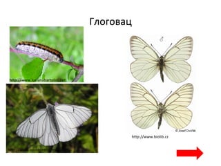 Глоговац
http://www.lucianabartolini.net
http://www.eurobutterflies.com
http://www.biolib.cz
 