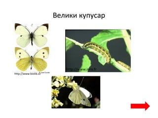 Велики купусар
http://www.biolib.cz
http://www.inra.fr
http://www.commanster.eu
 