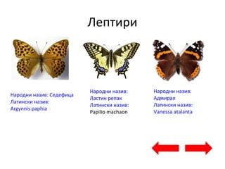 Лептири
Народни назив: Седефица
Латински назив:
Argynnis paphia
Народни назив:
Ластин репак
Латински назив:
Papilio machaon
Народни назив:
Адмирал
Латински назив:
Vanessa atalanta
 