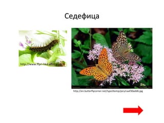 Седефица
http://www.ffpri-hkd.affrc.go.jp
http://en.butterflycorner.net/typo3temp/pics/caaf30add6.jpg
 