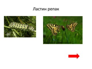 Ластин репак
http://www.commanster.eu
http://www.worldwildlifeimages.com
 