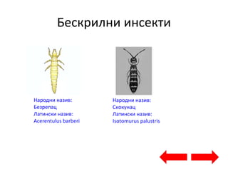 Бескрилни инсекти
Народни назив:
Безрепац
Латински назив:
Acerentulus barberi
Народни назив:
Скокунац
Латински назив:
Isotomurus palustris
 
