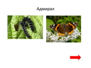 Адмирал
http://upload.wikimedia.org
http://kimsmithdesigns.files.wordpress.com
 