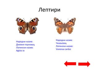 Лептири
Народни назив:
Дневни пауновац
Латински назив:
Aglais io
Народни назив:
Чкаљевац
Латински назив:
Vanessa cardui
 