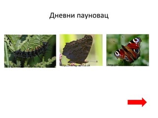 Дневни пауновац
http://i.telegraph.co.ukhttp://www.commanster.eu http://www.natuurlijkmooi.net
 