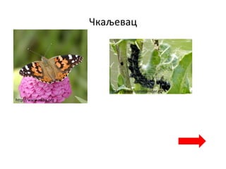 Чкаљевац
http://www.naba.org
http://www.commanster.eu
 