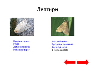 Лептири
Народни назив:
Губар
Латински назив:
Lymantria dispar
Народни назив:
Кукурузни пламенац
Латински нази:
Ostrinia nubilalis
 