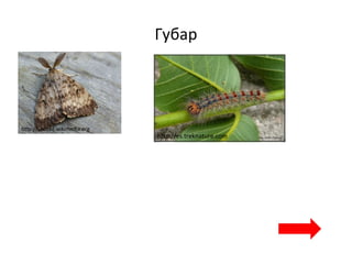 Губар
http://upload.wikimedia.org
http://es.treknature.com
 