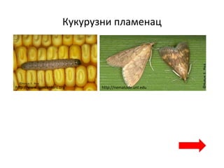 Кукурузни пламенац
http://www.ipmcenters.org http://nematode.unl.edu
 
