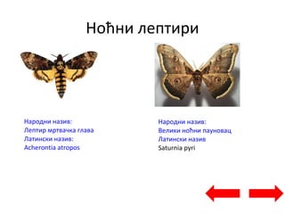 Ноћни лептири
Народни назив:
Лептир мртвачка глава
Латински назив:
Acherontia atropos
Народни назив:
Велики ноћни пауновац
Латински назив
Saturnia pyri
 