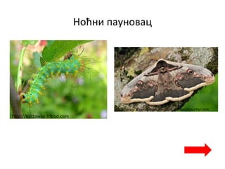 Ноћни пауновац
http://tpittaway.tripod.com
http://www.leps.it/indexjs.htm?SpeciesPages/SaturPyri.htm
 