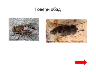 Говеђи обад
http://imageshack.us
http://farm7.staticflickr.com
 