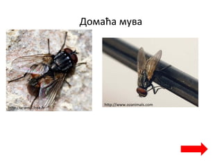 Домаћа мува
http://aramel.free.fr
http://www.ozanimals.com
 